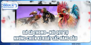 Đá Gà Thomo - Nơi Quy Tụ Những Chiến Kê Xuất Sắc Hàng Đầu