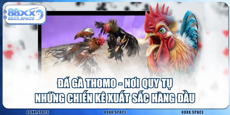 Đá Gà Thomo - Nơi Quy Tụ Những Chiến Kê Xuất Sắc Hàng Đầu