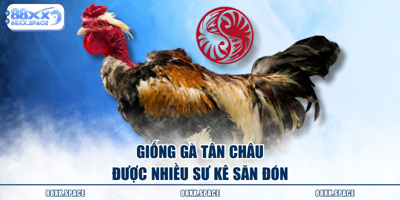 Giống gà Tân Châu được nhiều sư kê săn đón