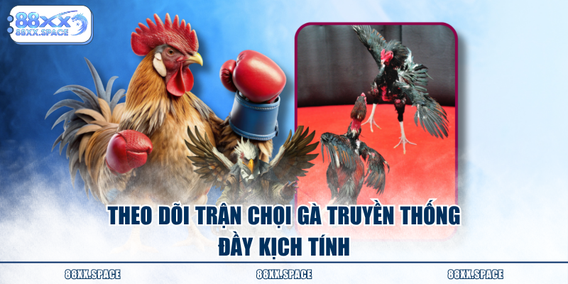 Theo dõi trận chọi gà truyền thống đầy kịch tính