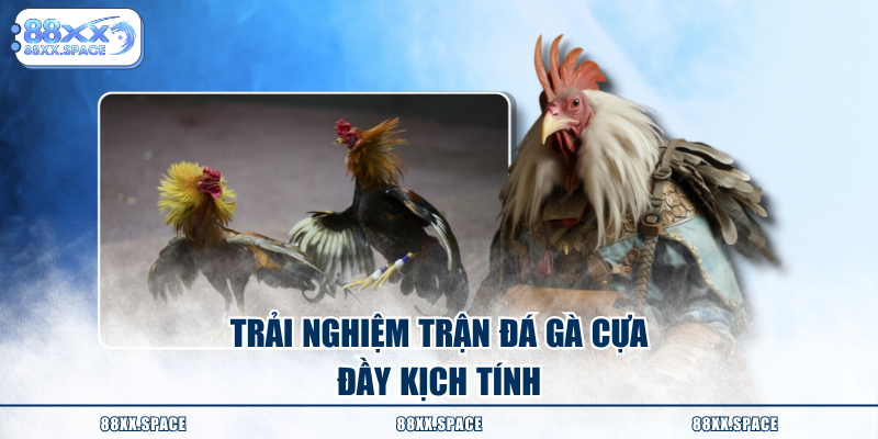 Trải nghiệm trận đá gà cựa đầy kịch tính